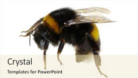  Presentation with bumblebee - Slide deck with bumblebee isolated on the white background and a lemonade colored foreground