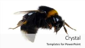  Presentation with bumblebee - Slide set consisting of bumblebee isolated on the white background and a white colored foreground