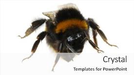  Presentation with bumblebee - Beautiful slide deck featuring bumblebee isolated on the white backdrop and a white colored foreground