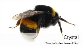  Presentation with bumblebee - Presentation with bumblebee isolated on the white background and a white colored foreground