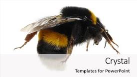  Presentation with bumblebee - Cool new slides with bumblebee isolated on the white backdrop and a white colored foreground