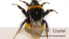  Presentation with bumblebee - Amazing PPT layouts having bumblebee isolated on the white backdrop and a coral colored foreground