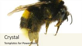  Presentation with bumblebee - Amazing PPT theme having bumblebee isolated on the white backdrop and a yellow colored foreground