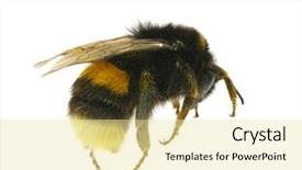  Presentation with bumblebee - Amazing PPT layouts having bumblebee isolated on the white backdrop and a  colored foreground