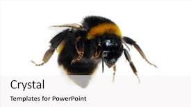  Presentation with bumblebee - Colorful PPT theme enhanced with bumblebee isolated on the white backdrop and a white colored foreground