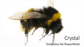  Presentation with bumblebee - Cool new PPT layouts with bumblebee isolated on the white backdrop and a white colored foreground