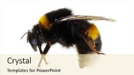  Presentation with bumblebee - Presentation theme consisting of bumblebee isolated on the white background and a lemonade colored foreground