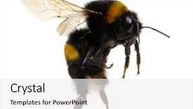 Presentation with bumblebee - PPT theme consisting of bumblebee isolated on the white background and a white colored foreground