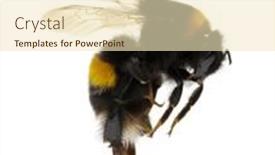  Presentation with bumblebee - Amazing PPT theme having bumblebee-isolated-on-the-white backdrop and a lemonade colored foreground