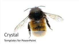  Presentation with bumblebee - Audience pleasing PPT theme consisting of bumblebee isolated on the white backdrop and a white colored foreground