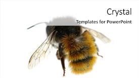  Presentation with bumblebee - Audience pleasing slides consisting of bumblebee isolated on the white backdrop and a  colored foreground