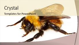  Presentation with bumblebee - Slide set enhanced with bumblebee isolated on white background background and a blonde colored foreground