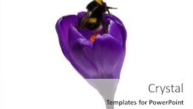  Presentation with bumblebee - Beautiful slide set featuring bumblebee-on-a-crocus-flower backdrop and a white colored foreground
