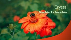  Presentation with bumblebee - Slide deck having bumblebee-on-a-flower background and a tawny brown colored foreground