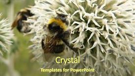  Presentation with bumblebee - Slide set enhanced with bumblebee on a round folwer background and a tawny brown colored foreground