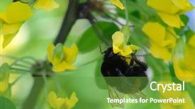  Presentation with bumblebee - PPT theme enhanced with bumblebee on a tree close background and a tawny brown colored foreground