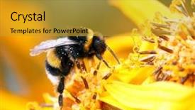  Presentation with bumblebee - Presentation theme having bumblebee on the yellow flower background and a gold colored foreground