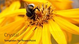  Presentation with bumblebee - 