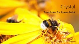  Presentation with bumblebee - 