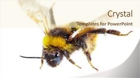  Presentation with bumblebee - PPT theme with bumblebee on white background background and a cream colored foreground