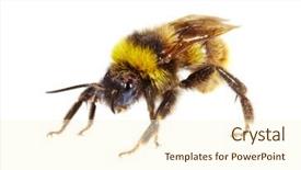  Presentation with bumblebee - Colorful slides enhanced with bumblebee on white background backdrop and a cream colored foreground