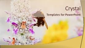  Presentation with bumblebee - Slide deck with bumblebee or bumble bee sitting background and a lemonade colored foreground