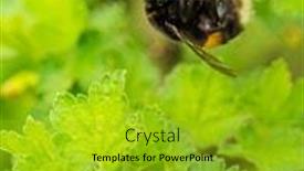  Presentation with bumblebee - Presentation design having bumblebee-pollinates-blackcurrant-flowers background and a gold colored foreground