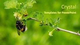  Presentation with bumblebee - Audience pleasing presentation theme consisting of bumblebee-pollinates-blackcurrant-flowers backdrop and a tawny brown colored foreground