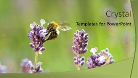  Presentation with plant insects - Slide set featuring bumblebee-pollinates-the-lavender-flowers background and a  colored foreground