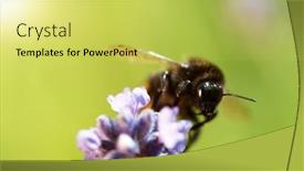  Presentation with bumblebee - PPT layouts consisting of bumblebee-pollinates-the-lavender-flowers background and a  colored foreground