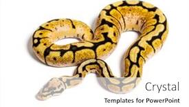  Presentation with bumblebee - PPT theme featuring bumblebee-python-regius-isolated background and a white colored foreground