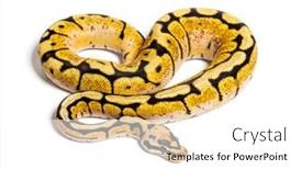  Presentation with bumblebee - Theme with bumblebee-python-regius-isolated background and a white colored foreground