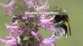  Presentation with bumblebee - Presentation theme featuring bumblebee-sits-on-small-purple background and a seafoam green colored foreground