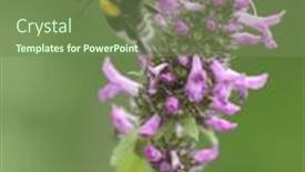  Presentation with bumblebee - Presentation theme enhanced with bumblebee-sits-on-small-purple background and a seafoam green colored foreground