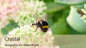  Presentation with bumblebee - PPT layouts having bumblebee sitting on a flower background and a blonde colored foreground