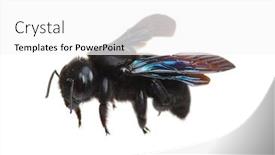  Presentation with bumblebee - Audience pleasing PPT layouts consisting of bumblebee-xylocopa-violacea-isolated backdrop and a white colored foreground