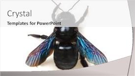  Presentation with bumblebee - PPT layouts with bumblebee-xylocopa-violacea-isolated background and a white colored foreground