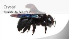  Presentation with bumblebee - Colorful presentation enhanced with bumblebee-xylocopa-violacea-isolated backdrop and a white colored foreground