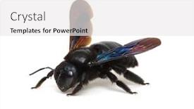  Presentation with bumblebee - Cool new slide deck with bumblebee-xylocopa-violacea-isolated backdrop and a white colored foreground