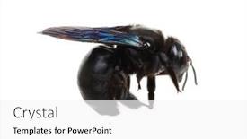  Presentation with bumblebee - Colorful slide deck enhanced with bumblebee-xylocopa-violacea-isolated backdrop and a white colored foreground