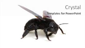  Presentation with bumblebee - PPT layouts with bumblebee-xylocopa-violacea-isolated background and a white colored foreground