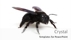  Presentation with bumblebee - Beautiful PPT layouts featuring bumblebee-xylocopa-violacea-isolated backdrop and a white colored foreground