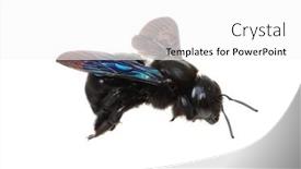  Presentation with bumblebee - Audience pleasing slide deck consisting of bumblebee-xylocopa-violacea-isolated backdrop and a white colored foreground