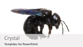  Presentation with bumblebee - Slide deck enhanced with bumblebee-xylocopa-violacea-isolated background and a white colored foreground