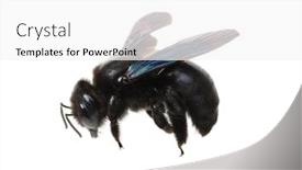  Presentation with bumblebee - Slide set consisting of bumblebee-xylocopa-violacea-isolated background and a white colored foreground