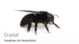  Presentation with bumblebee - Audience pleasing theme consisting of bumblebee-xylocopa-violacea-isolated backdrop and a white colored foreground