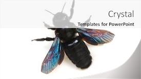  Presentation with bumblebee - Slide deck enhanced with bumblebee-xylocopa-violacea-isolated background and a white colored foreground