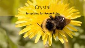  Presentation with bumblebee - PPT theme having bumblebee background and a gold colored foreground