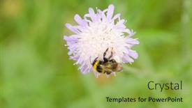  Presentation with bumblebee - 