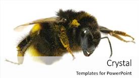  Presentation with bumblebee - PPT theme having isolated worker bee - bumblebee background and a white colored foreground